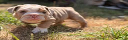 English Bulldog dogs for sale: Rare mini english bulldogs  - Advert 36