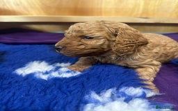 Miniature Poodle dogs for sale: Adorable Miniature Red Poodle Puppies - Image 10