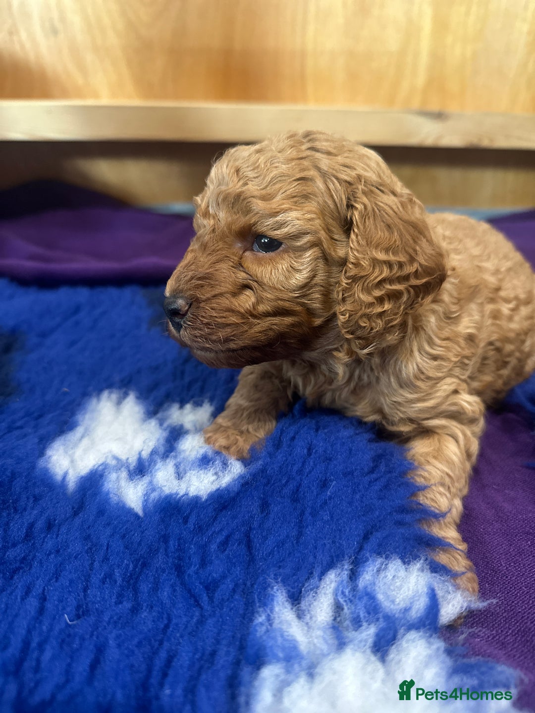 Miniature Poodle dogs for sale: Adorable Miniature Red Poodle Puppies - Image 10