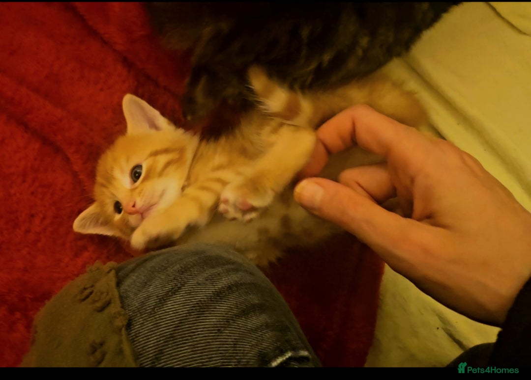 Mixed Breed cats for sale: Elven Bengal Mixes - Advert 39