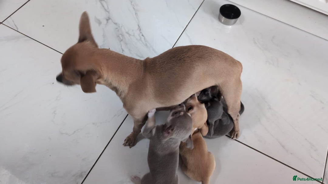 Chihuahua dogs for sale: 2 beautiful chihuahuas  - Image 6