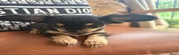 Chihuahua dogs for sale:  🐾 One little precious girl remaining 🐾  - Advert 11