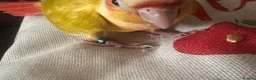 Conures birds for sale: Silly tamed sun cheek conure hand reared baby - Advert 2