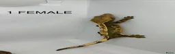 Gecko reptiles for sale: CRESTED GECKOS FOR SALE MALE AND FEMALE - Advert 7