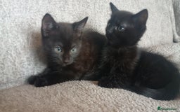 British Shorthair cats for sale: Beautiful black short haired kittens - Image 4