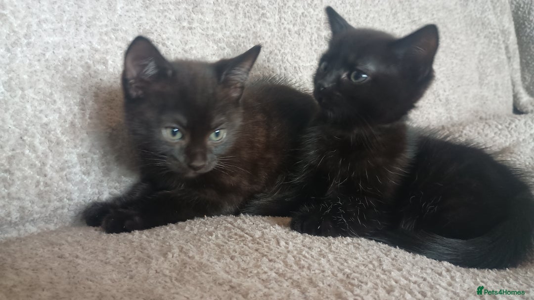 British Shorthair cats for sale: Beautiful black short haired kittens - Image 4