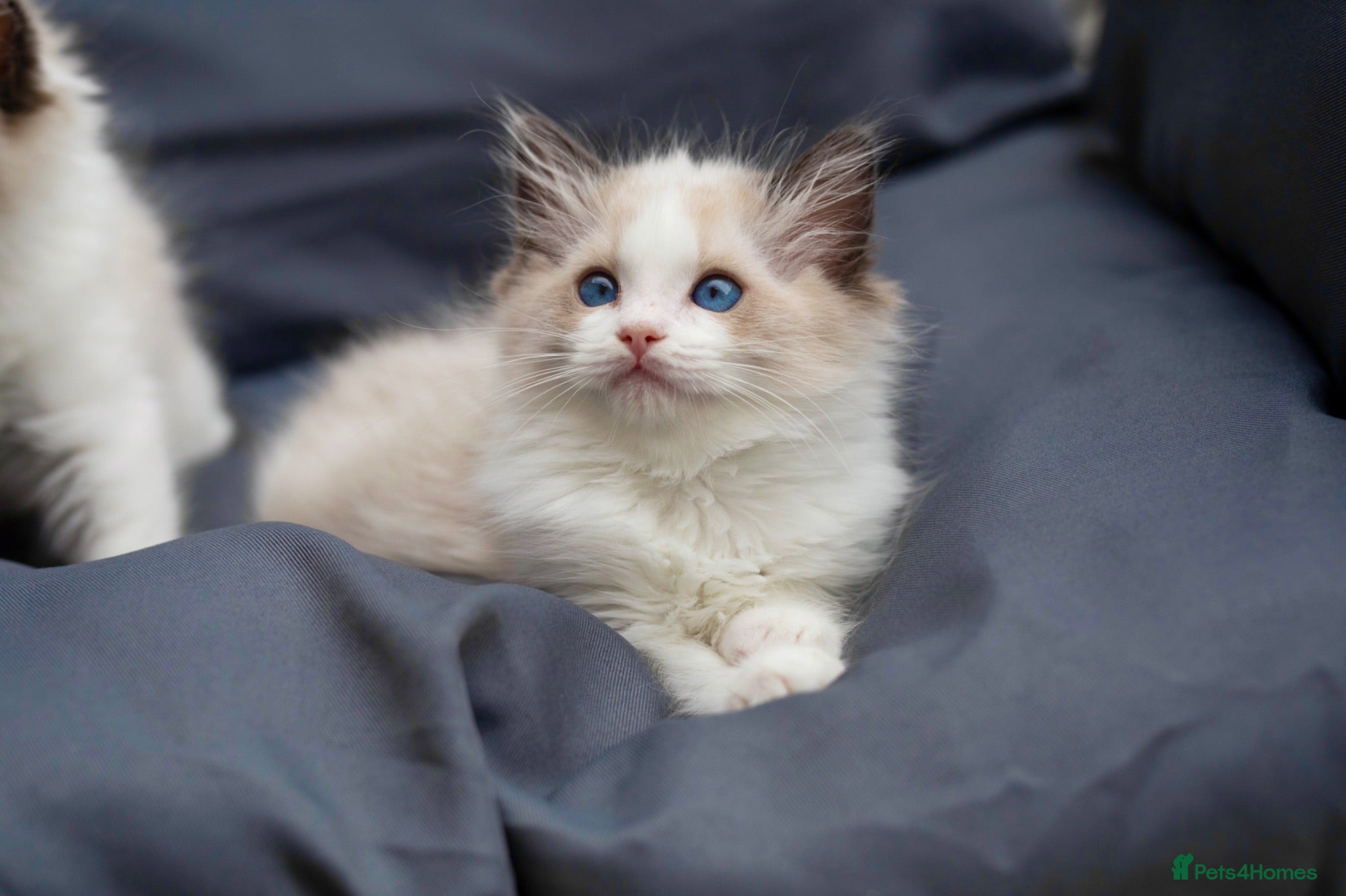 Ragdoll cats Registered Ragdoll kittens - Advert 1