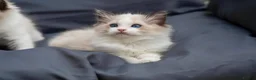 Ragdoll cats for sale: ACTIVE Bicolor Registered Ragdoll kittens - Advert 7