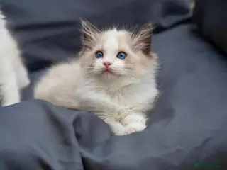 Ragdoll cats ACTIVE Bicolor Registered Ragdoll kittens - Advert 1