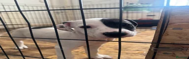 Mixed Breed 4