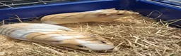 Guinea Pig rodents for sale: Gorgeous Dad & son - Advert 3