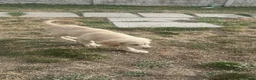 Golden Retriever dogs for sale: Beautiful golden retiver boy - Advert 15