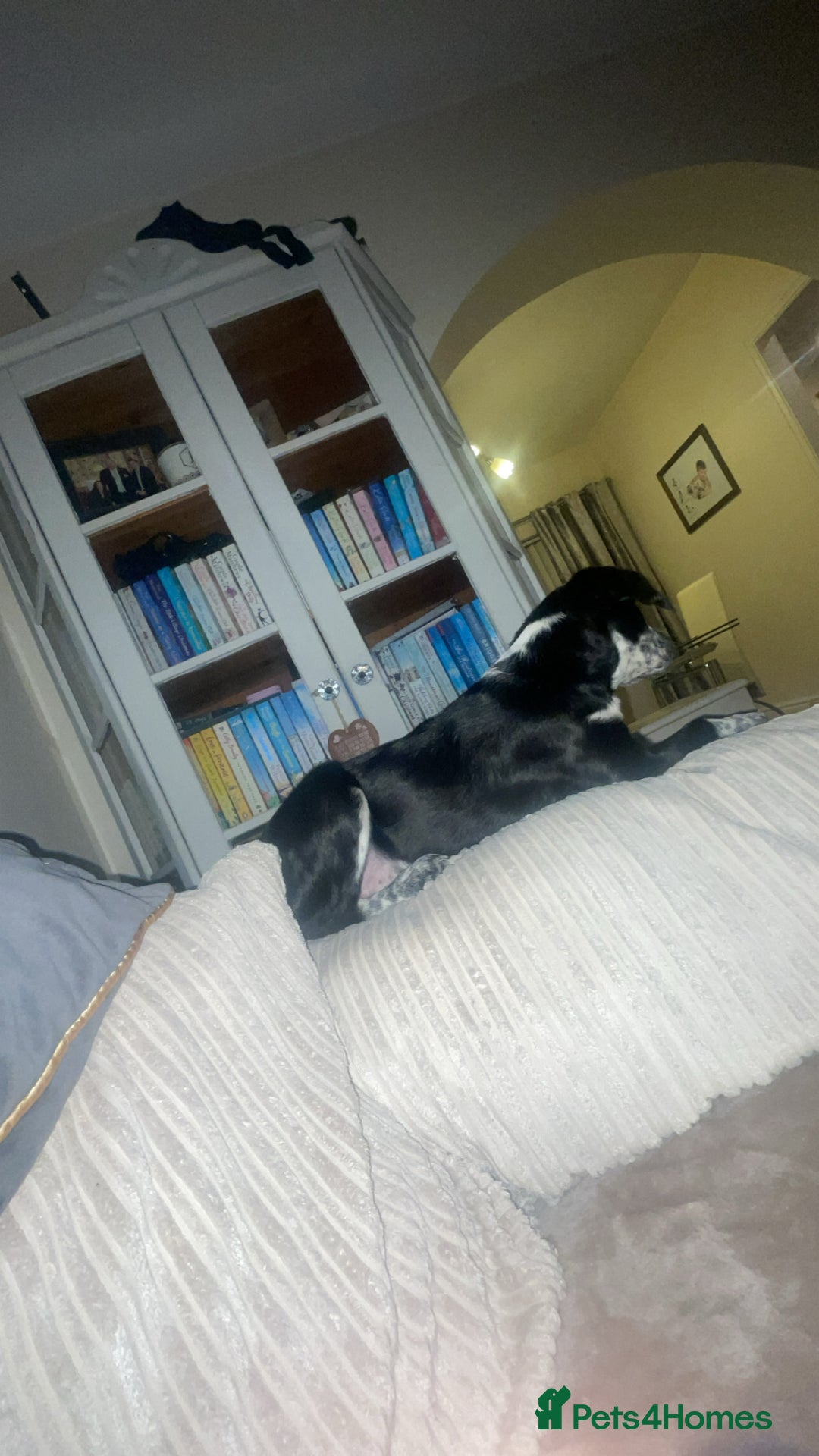 Mixed Breed dogs for sale: Gorgeous 6 month old sprollie puppy.  - Advert 9