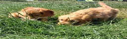 Mini Goldendoodle dogs for sale: F1 Fully Healthy Tested Goldendoodles  - Advert 10