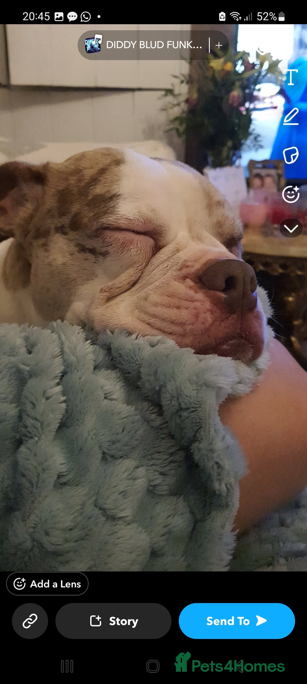 Mixed Breed dogs for sale: Bulldog  - Advert 4