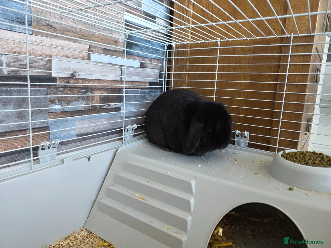 Mini Lop rabbits for sale: Pure black male rabbit in Bristol - Advert 2