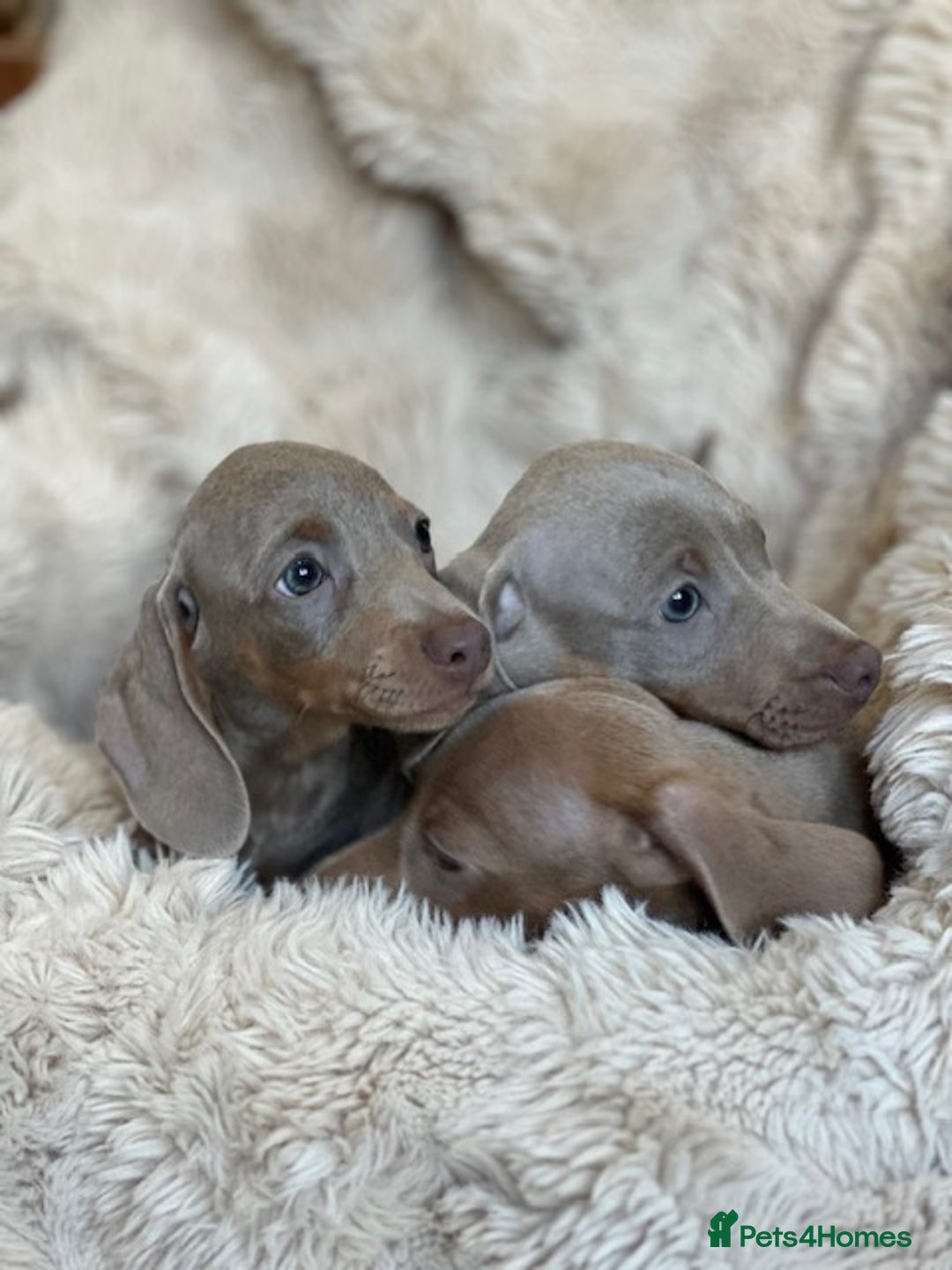 Miniature Dachshund dogs for sale: Stunning ISABELLA miniature dachshunds  - Advert 19