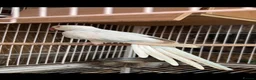 Ringnecks birds for sale: Proven Breeding Pair Ringneck Parrots  - Advert 3