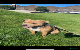 Staffordshire Bull Terrier dogs for stud: BLUE FAWN Staffordshire Bull Terrier Stud in Port Glasgow - Image 2