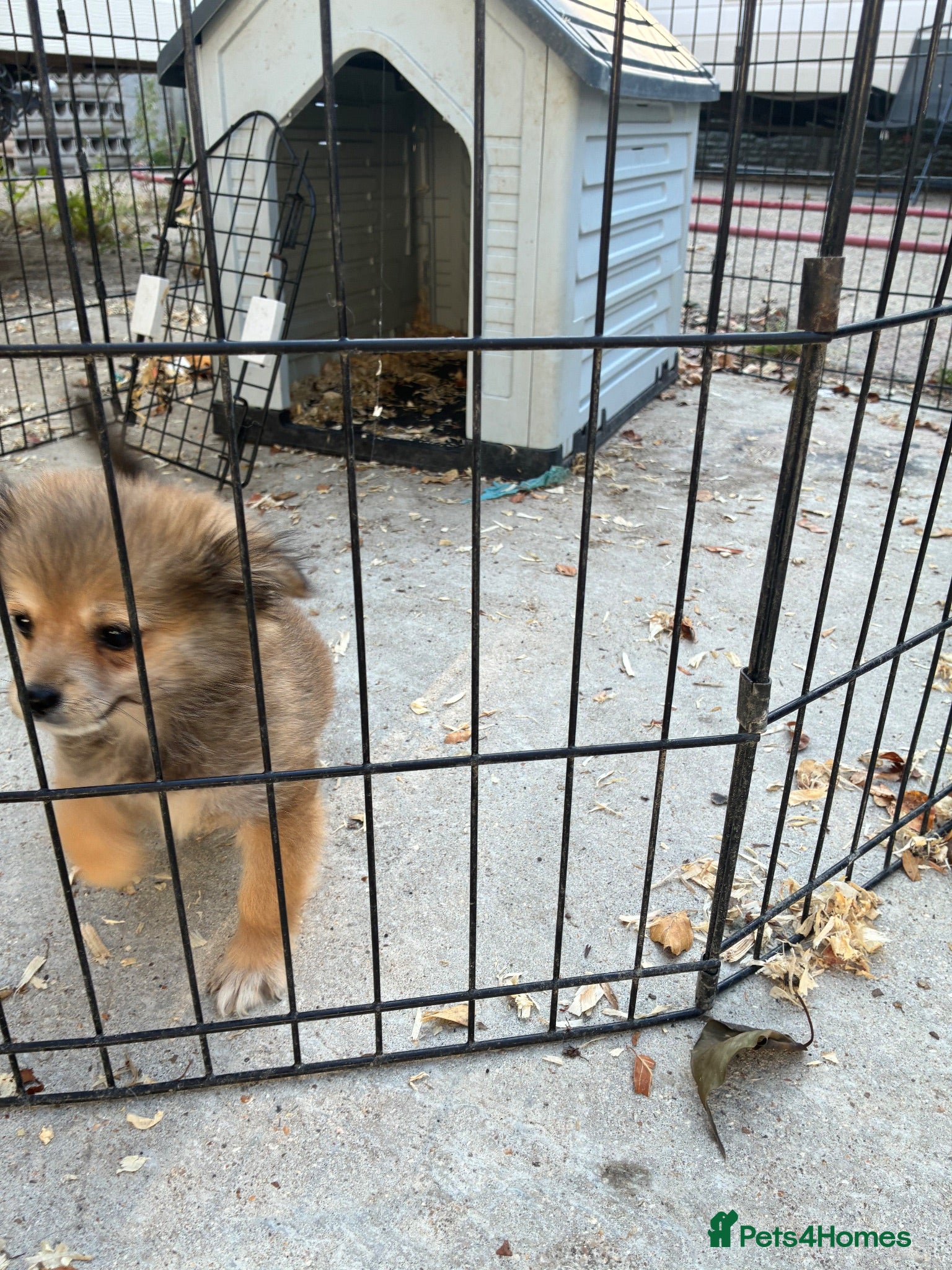 Pomchi dogs 1 Male Pomeranian / Chihuahua  - Advert 3