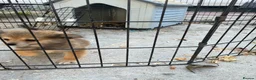 Pomchi dogs for sale: 1 Male Pomeranian / Chihuahua  - Advert 1