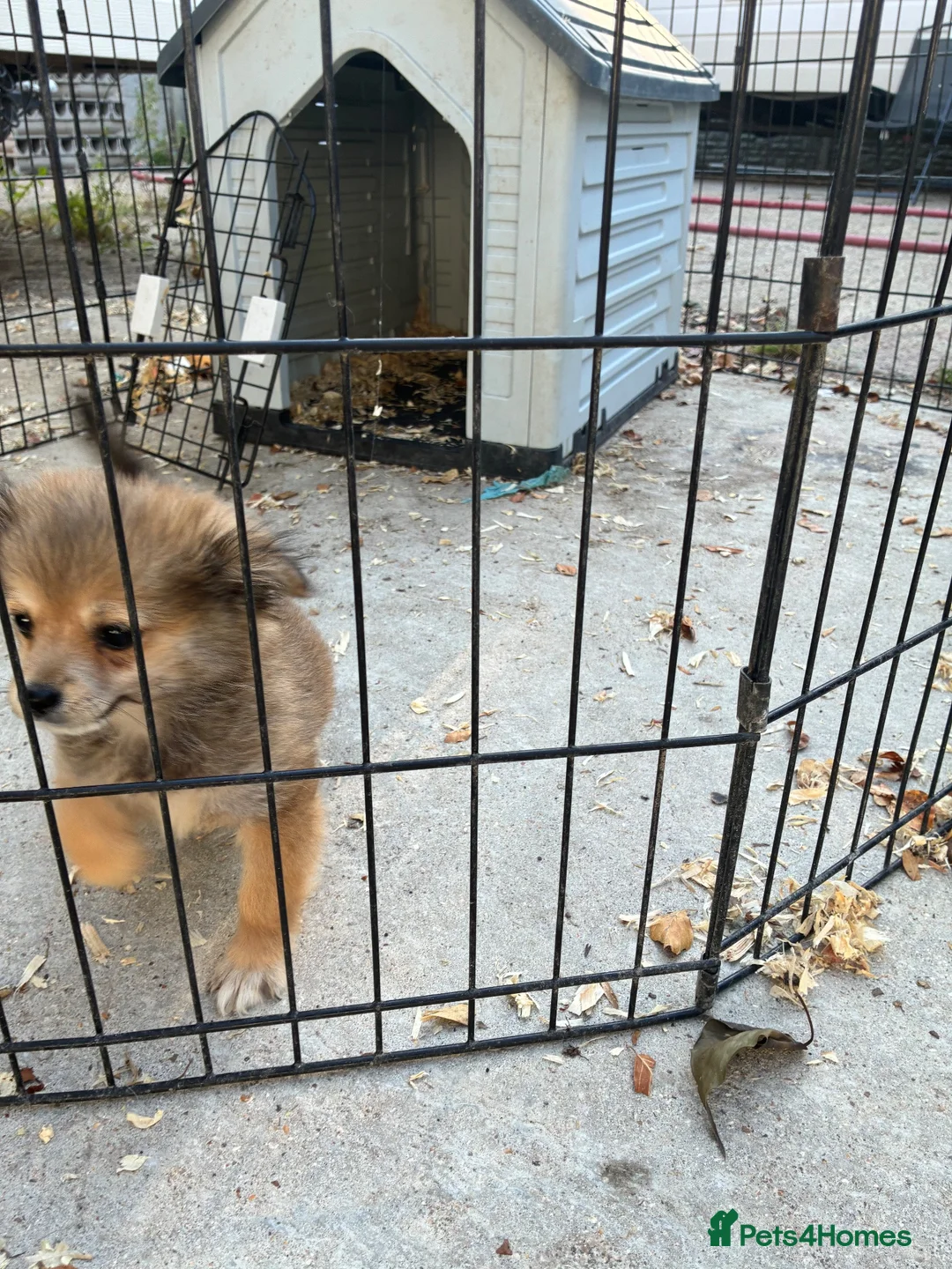 Pomchi dogs for sale: 1 Male Pomeranian / Chihuahua  - Advert 1