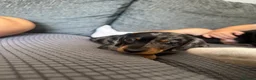 Miniature Dachshund dogs for sale: Miniature dachshund puppies  - Advert 5