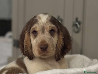 Cocker Spaniel dogs ⭐️last boy available chocolate show type ⭐️ - Advert 2