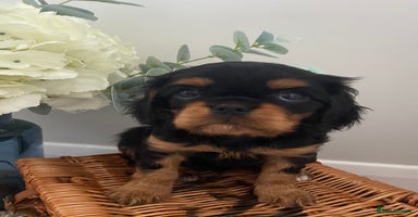 Cavalier King Charles Spaniel dogs - Advert 5