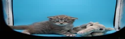 Maine Coon cats for sale: Tica Beautiful Maine Coon Kittens  - Advert 22