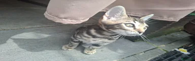 Brown spotted  Bengal male