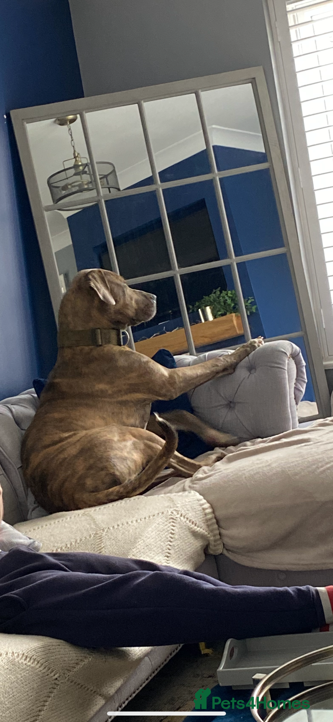 Mixed Breed dogs for sale: Narla - Image 1
