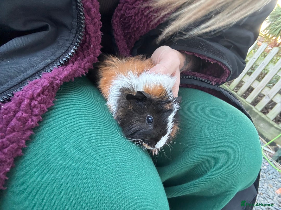 Guinea Pig rodents for sale: 2 beautiful male guinea pig babys - Advert 1