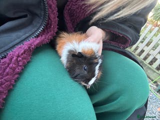 Guinea Pig rodents * reserved * 2 beautiful male guinea pig babys - Advert 19