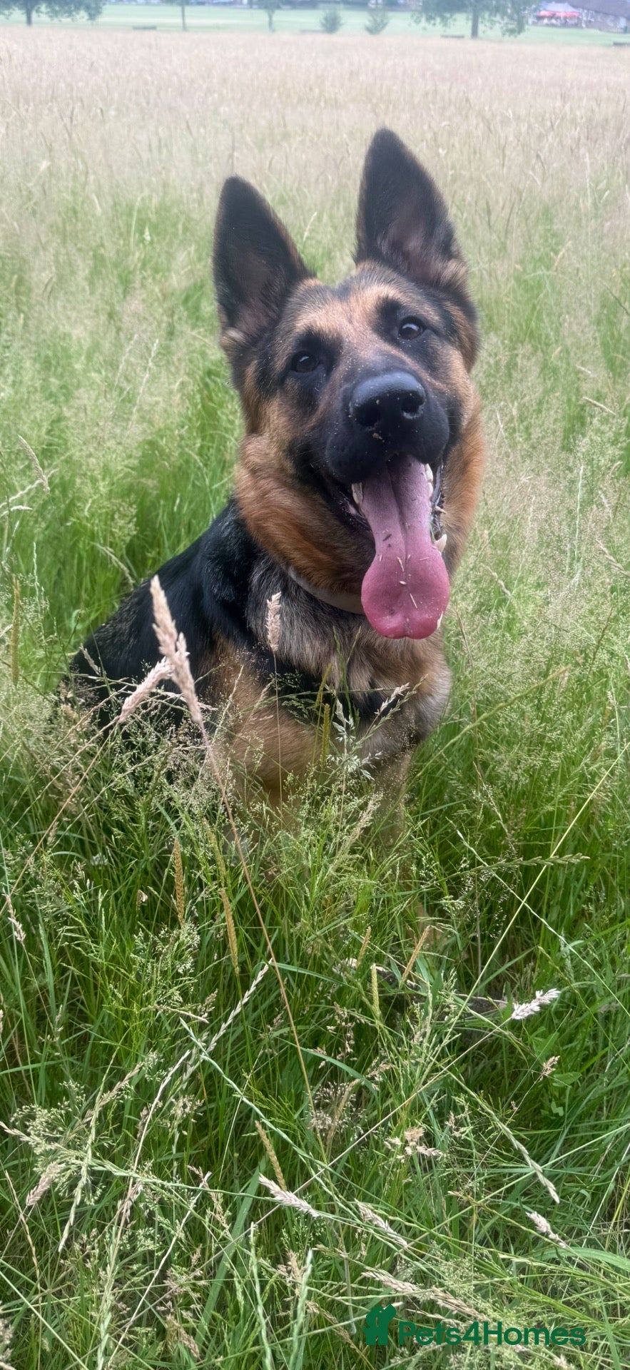 German Shepherd dogs for sale: Home needed for 2 year old German Shepherd  - Advert 2