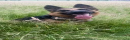 German Shepherd dogs for sale: Home needed for 2 year old German Shepherd  in Horsham - Advert 1