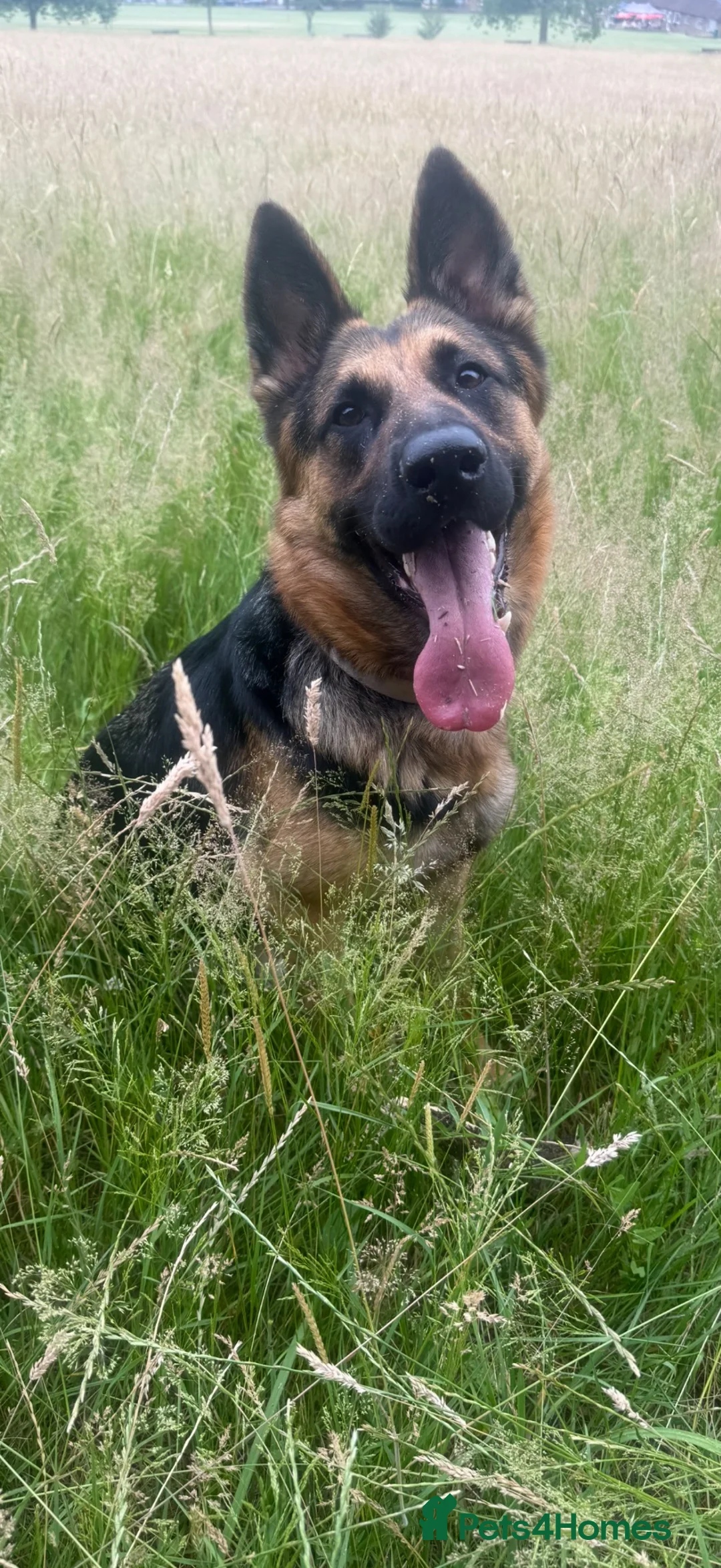 German Shepherd dogs for sale: Home needed for 2 year old German Shepherd  in Horsham - Advert 1