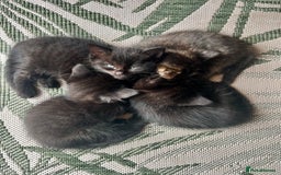 Ragdoll cats for sale: Beautiful coat Mink Ragdoll X British Short hair - Image 5