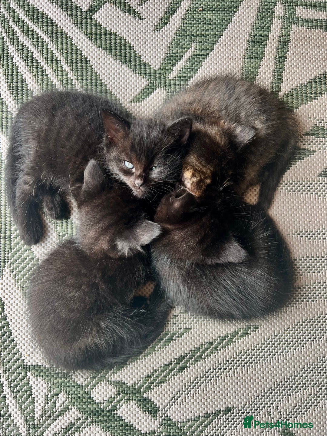 Ragdoll cats for sale: Beautiful coat Mink Ragdoll X British Short hair - Image 5