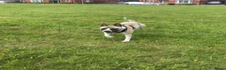 Mixed Breed dogs for sale: Milo is a staff x in Wolverhampton - Advert 7