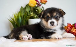 Welsh Corgi Pembroke dogs for sale: Welsh Corgi (Pembroke) - Image 19