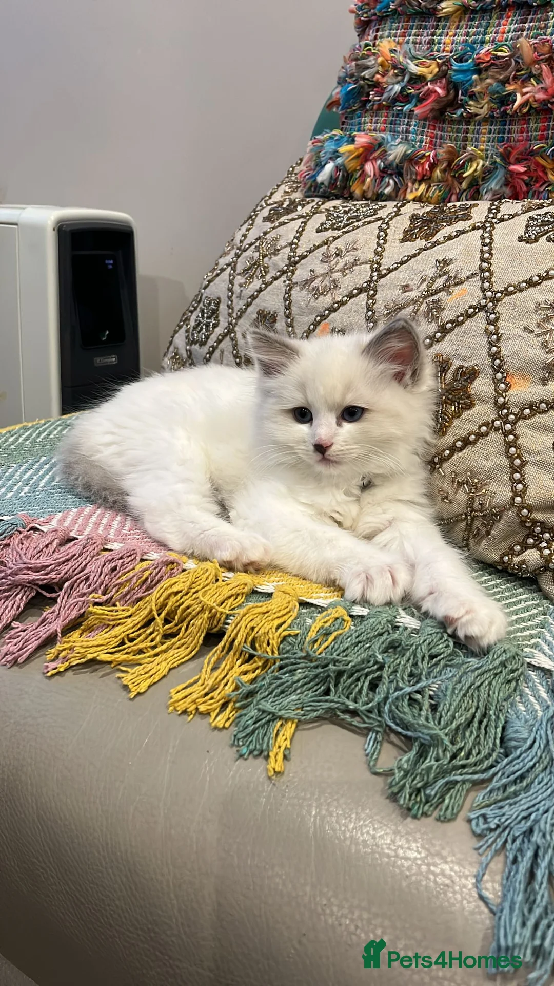 Ragdoll cats for sale: Purebred Ragdoll Kittens Ready To Leave Now - Advert 10