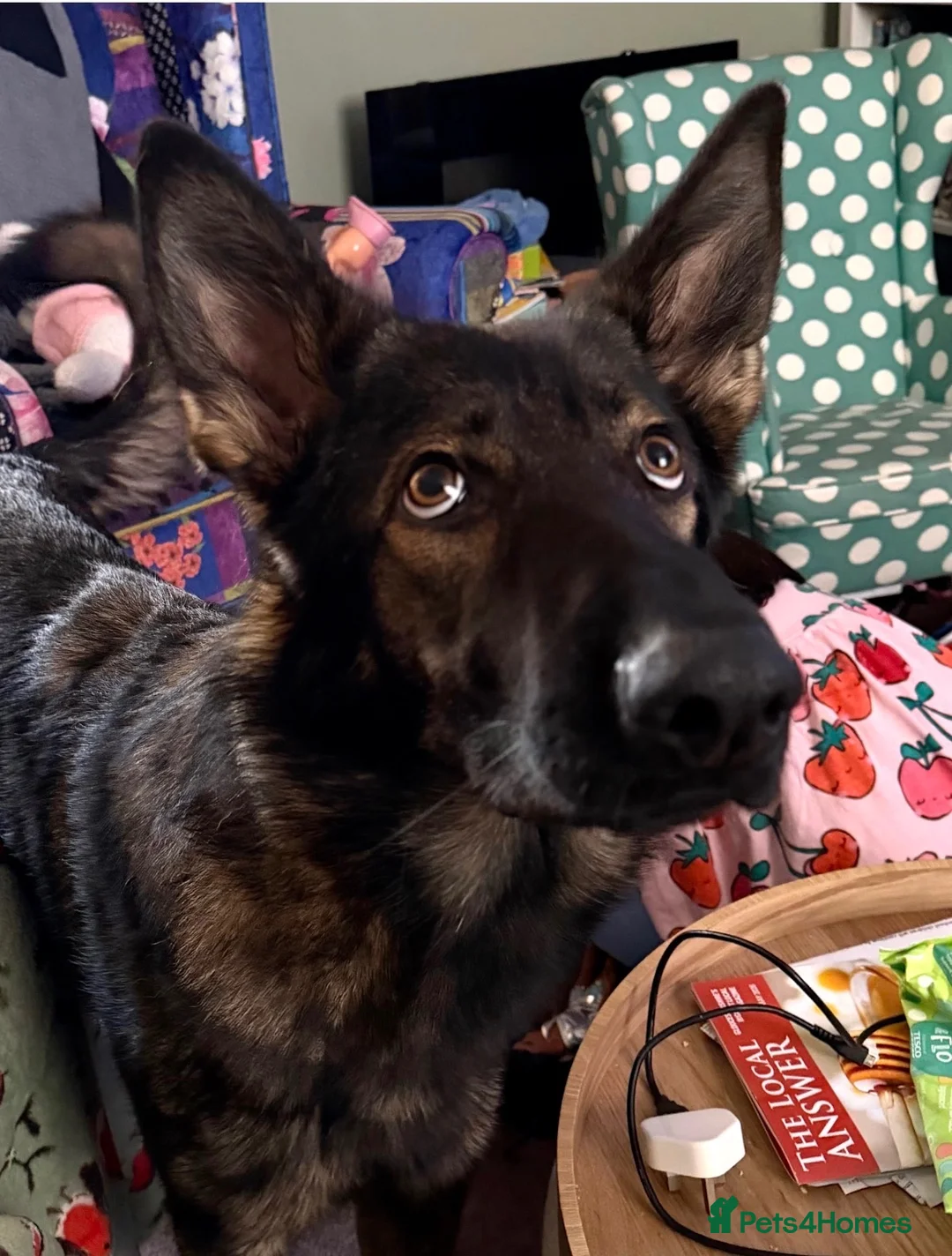 German Shepherd dogs for sale: Our 15 month old German Shepherd girl - Advert 2