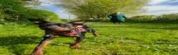Miniature Pinscher dogs for sale: Beautiful Miniature Pinscher Puppies 2M 1F - Advert 21