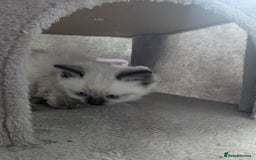 Ragdoll cats for sale: Adorable Ragdoll Kittens Looking for Homes❤️! - Image 5