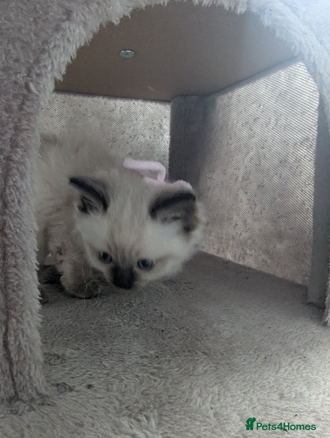 Ragdoll cats for sale: Adorable Ragdoll Kittens Looking for Homes❤️! - Image 5