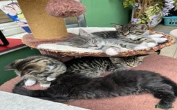 Mixed Breed cats for sale: Sweet natured kittens ready to go - Advert 14