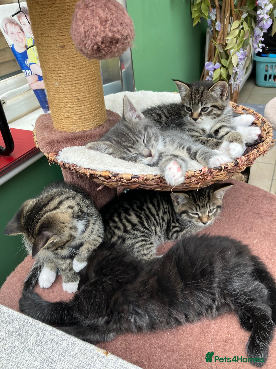 Mixed Breed cats for sale: Sweet natured kittens ready to go - Advert 14