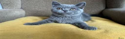 British Shorthair cats for sale: TICA Registered BritishShorthairKittens  Ready now - Advert 9