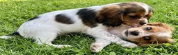 Mixed Breed dogs for sale: Three Roan Puppies Available  - Advert 12